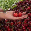 Mastering the Art of Cherry Picking at Your Local Grocery Store!