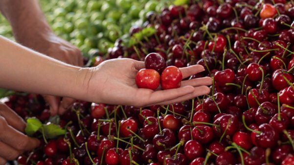 Mastering the Art of Cherry Picking at Your Local Grocery Store!